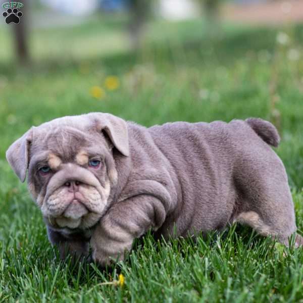 Indigo Pearl, English Bulldog Puppy